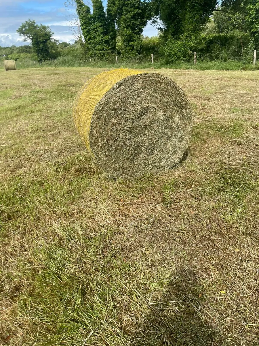 ‼️JUNE HAY 2025‼️ - Image 2