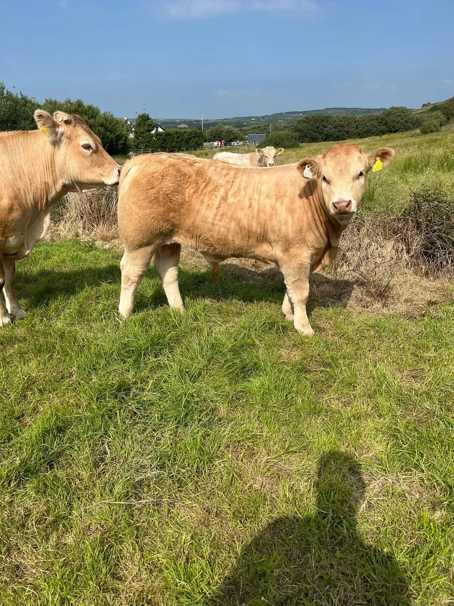 AI Bred bull weanlans - Ennis Tues 24th June - Image 1