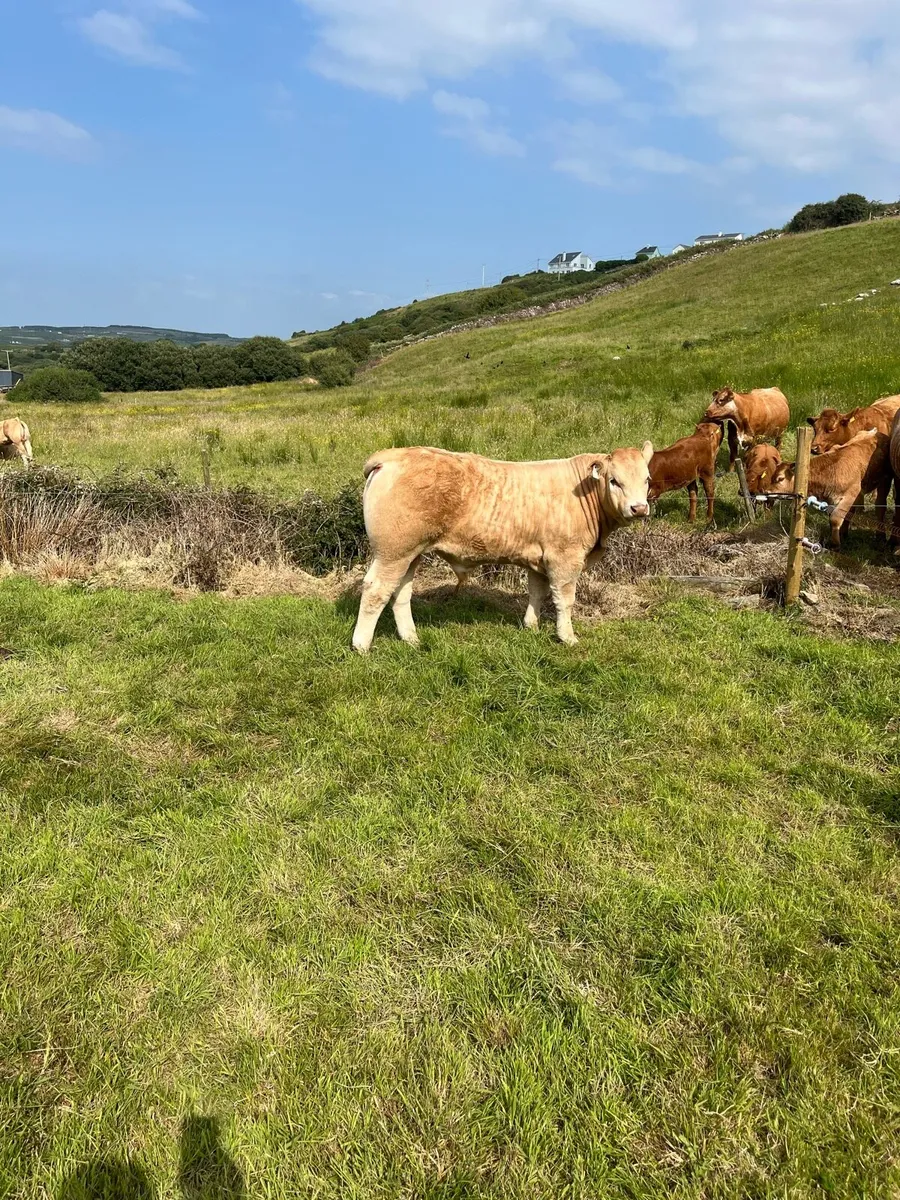 AI Bred bull weanlans - Ennis Tues 24th June - Image 2