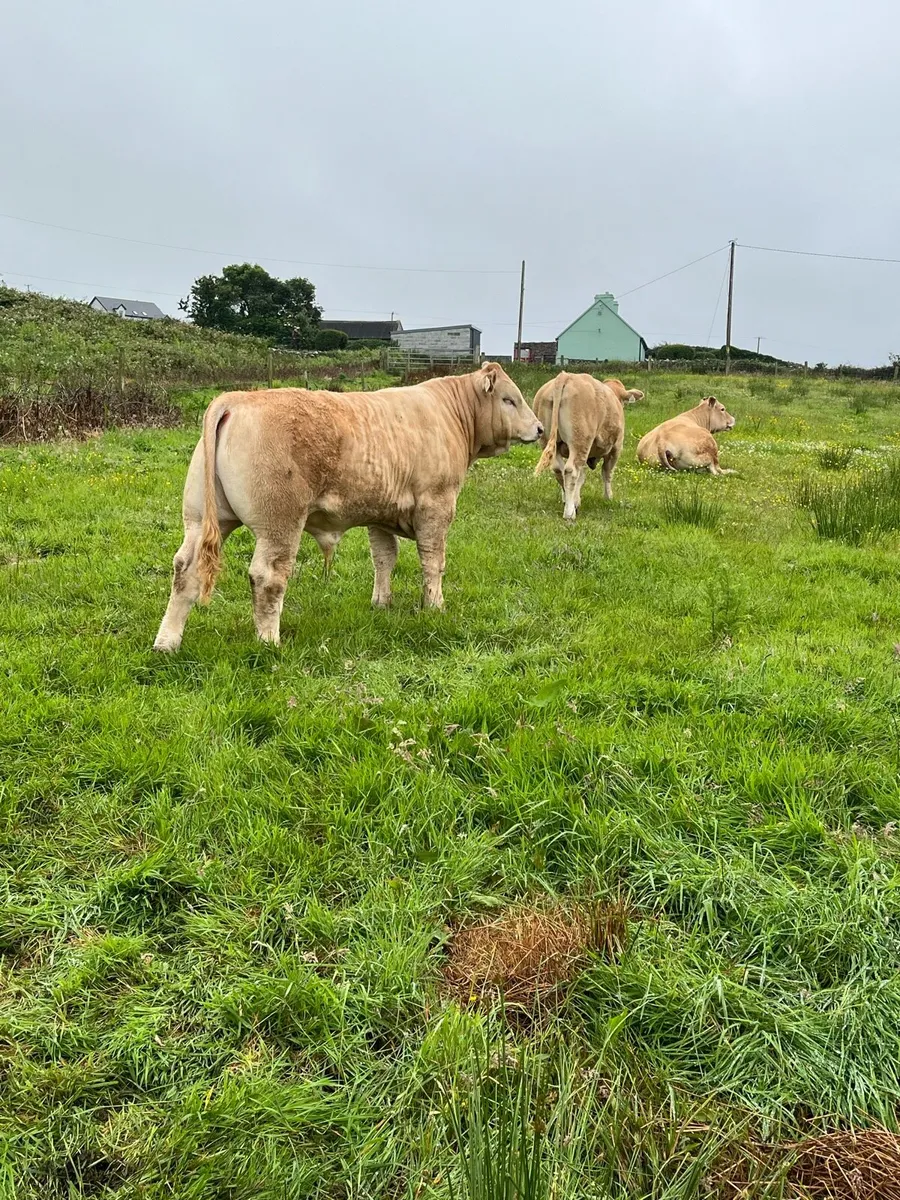 AI Bred bull weanlans - Ennis Tues 24th June - Image 3