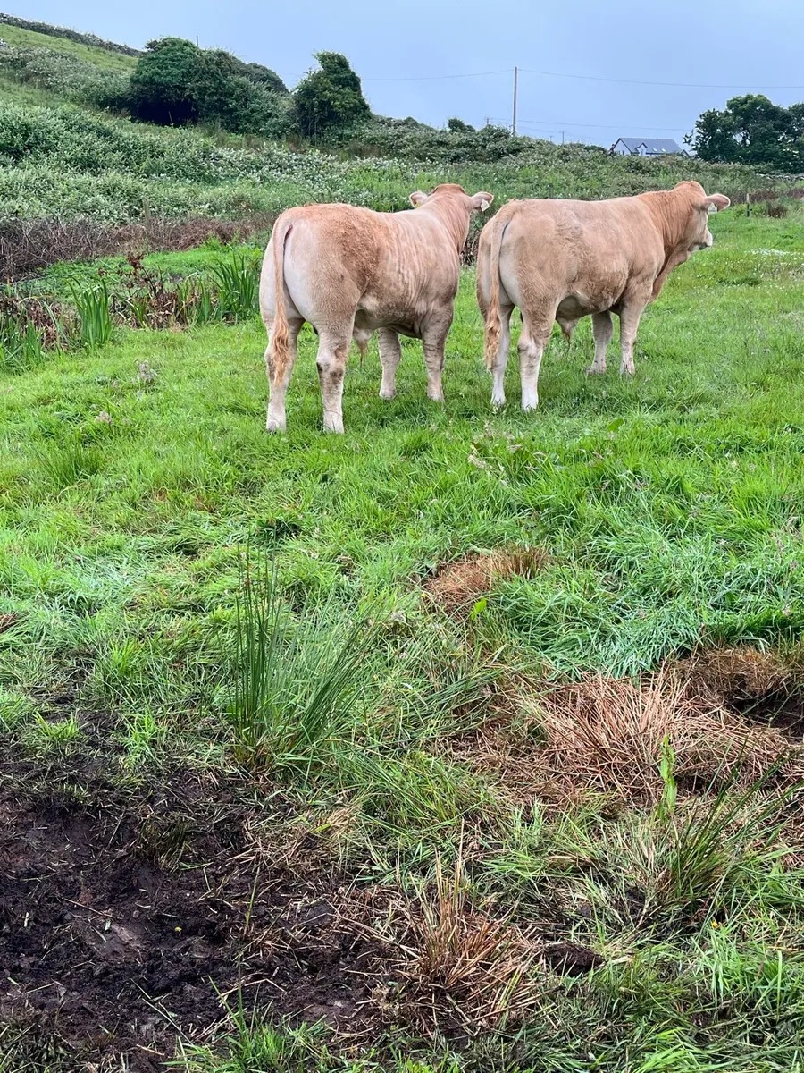 AI Bred bull weanlans - Ennis Tues 24th June - Image 4