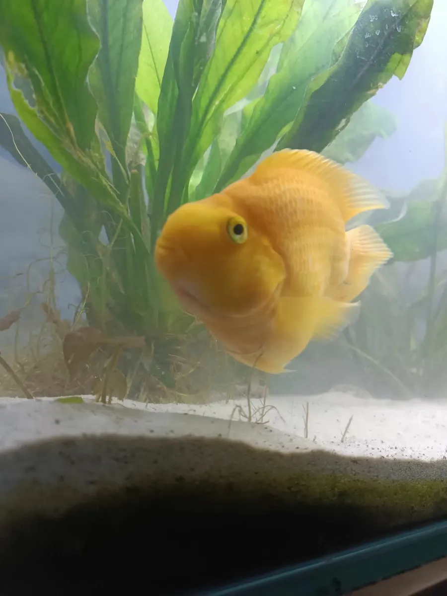 Parrot Fish - Image 2
