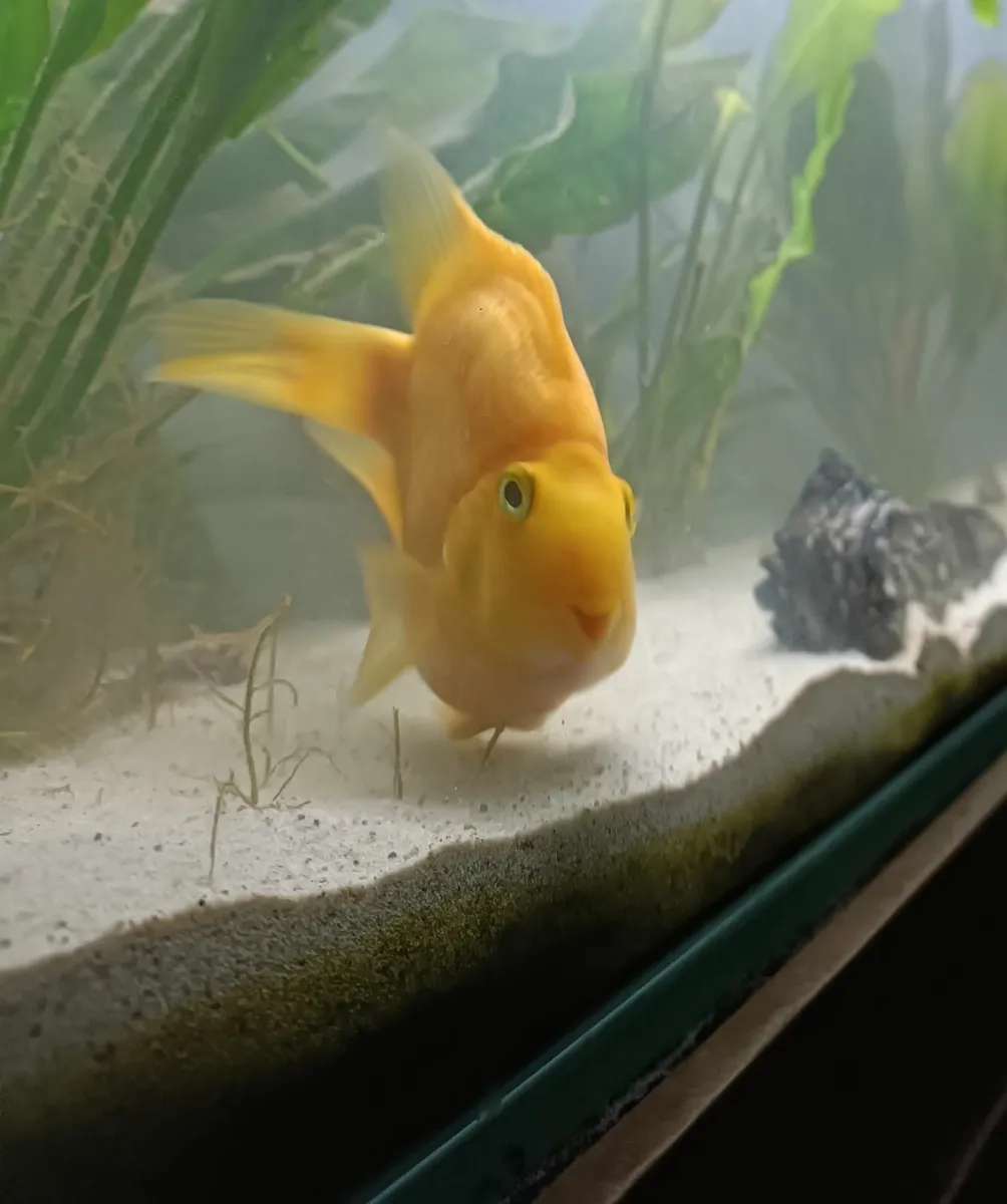 Parrot Fish - Image 3