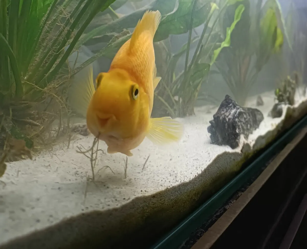 Parrot Fish - Image 4