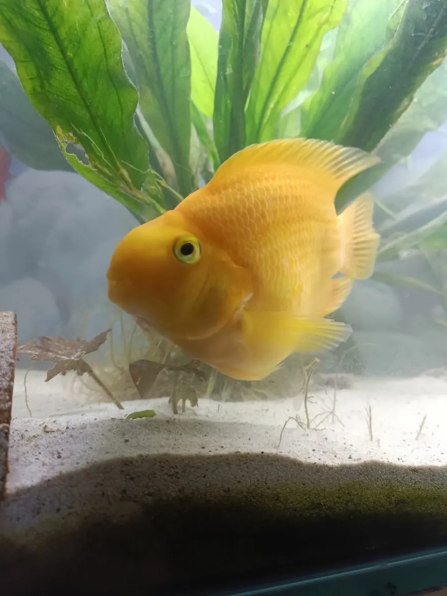 Parrot Fish - Image 1