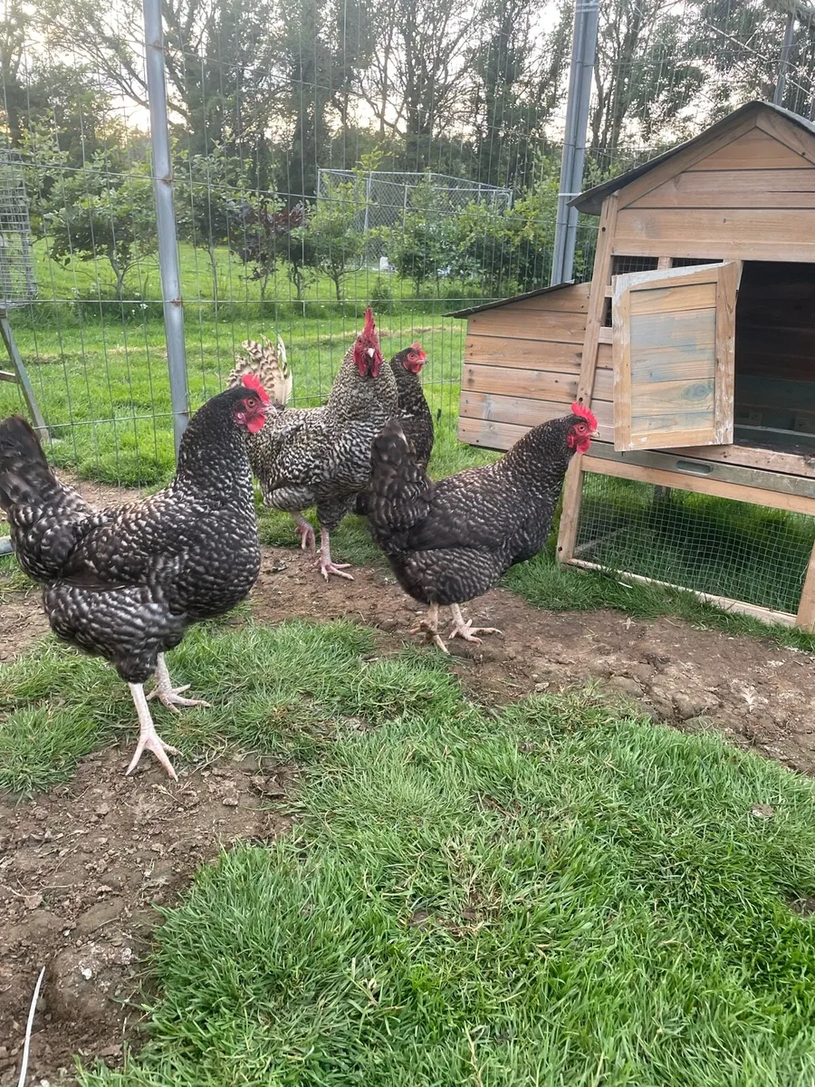 Purebred hatching eggs - Image 4