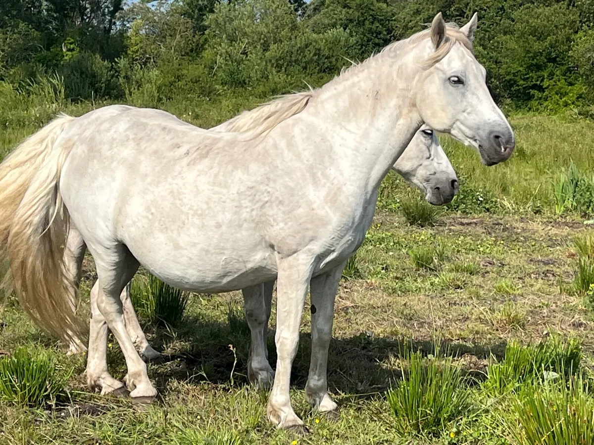 Connemara mares  by I love you melody ,Kingston bo - Image 3