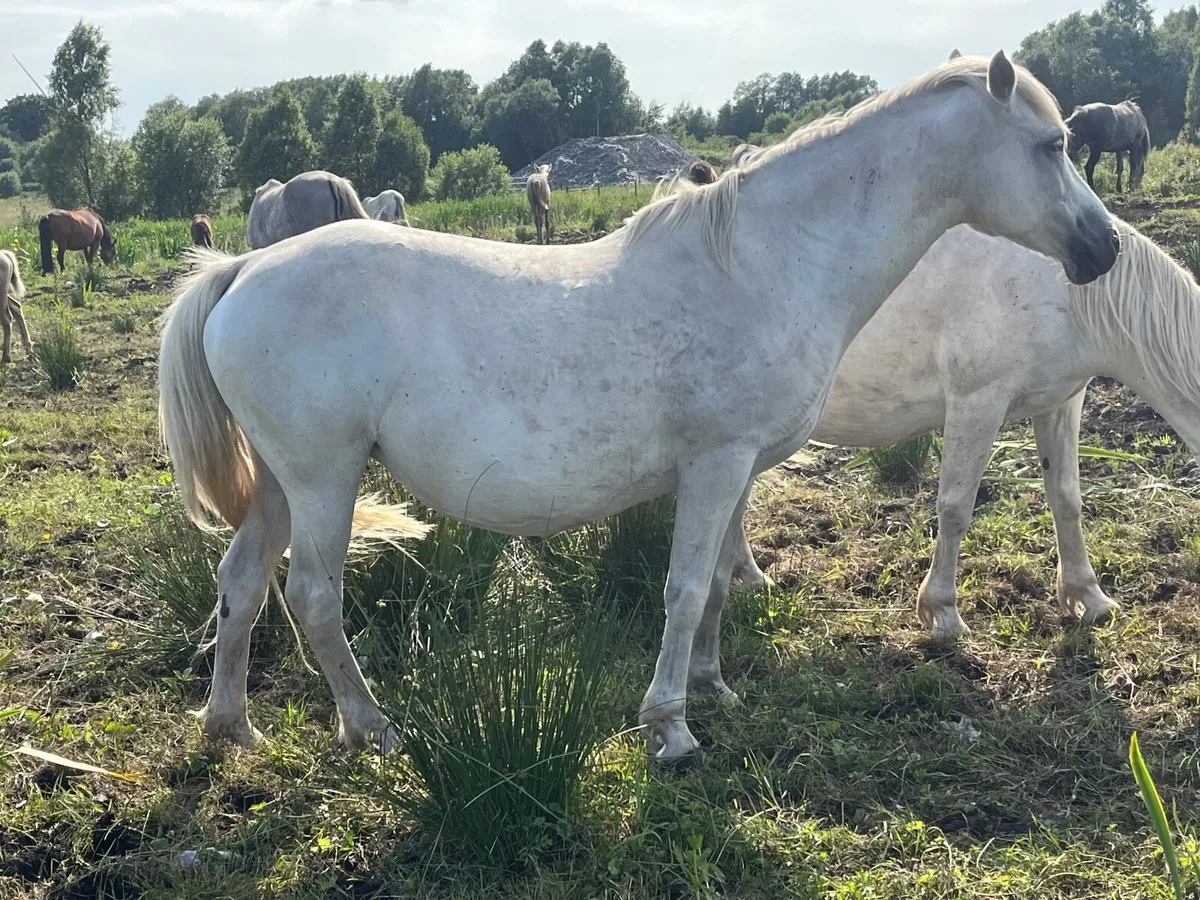 Connemara mares  by I love you melody ,Kingston bo - Image 4
