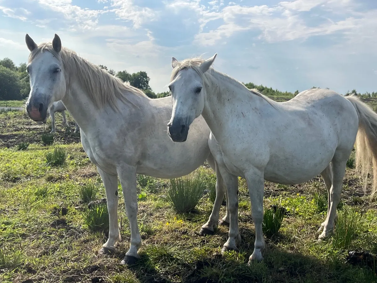 Connemara mares  by I love you melody ,Kingston bo - Image 1