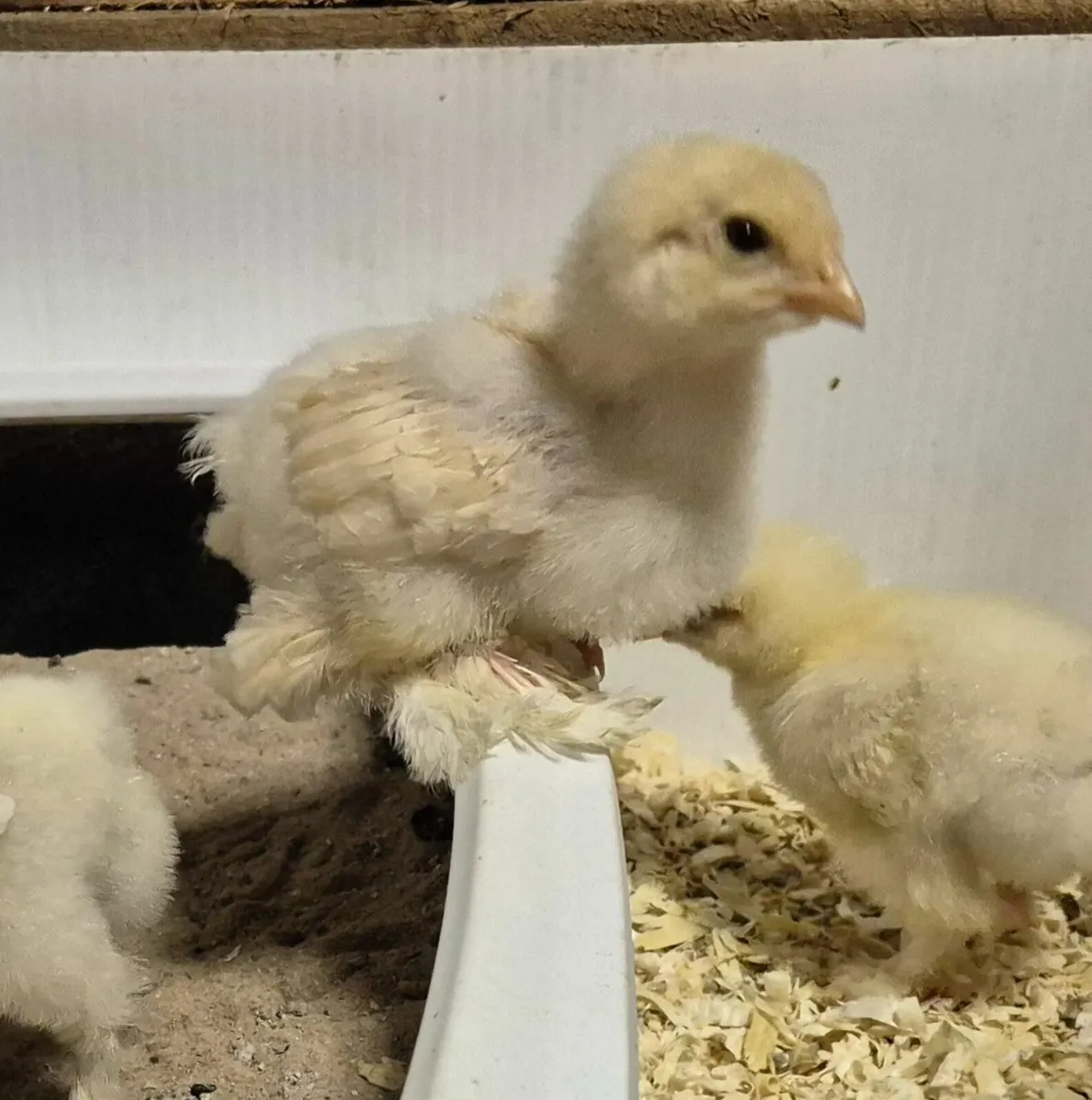Lemon Plye Brahma chicks - Image 1
