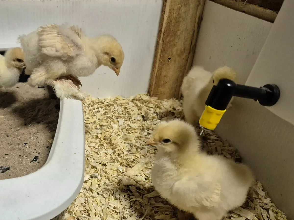 Lemon Plye Brahma chicks - Image 2