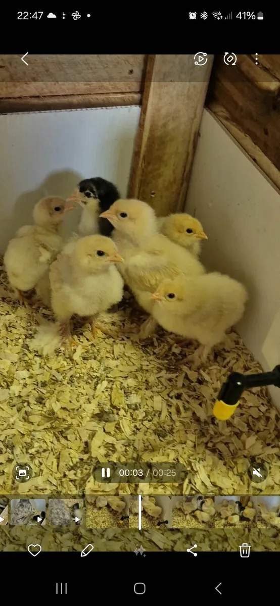 Lemon Plye Brahma chicks - Image 4