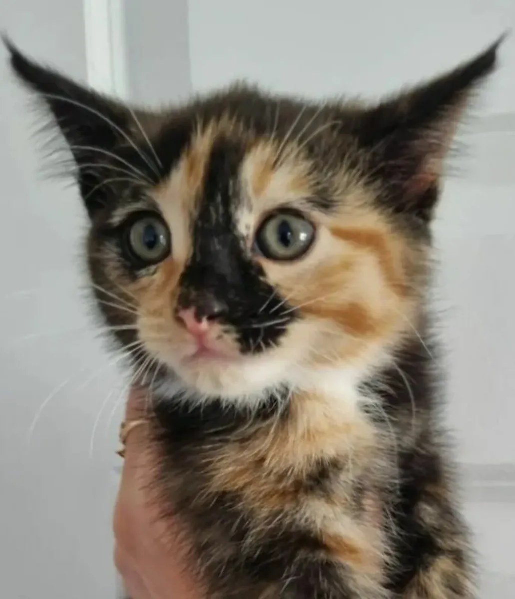 Kitten - Image 2