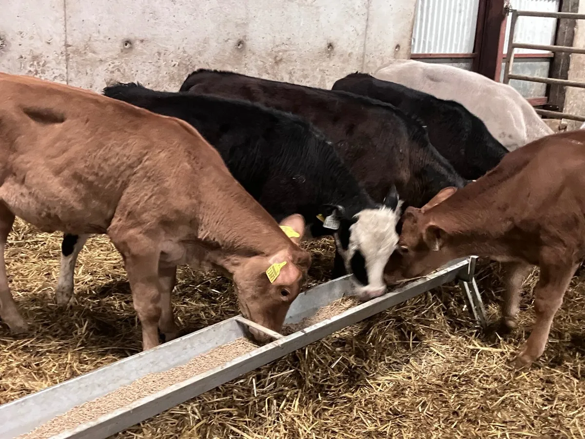 9 heifer calves ready for grass - Image 2