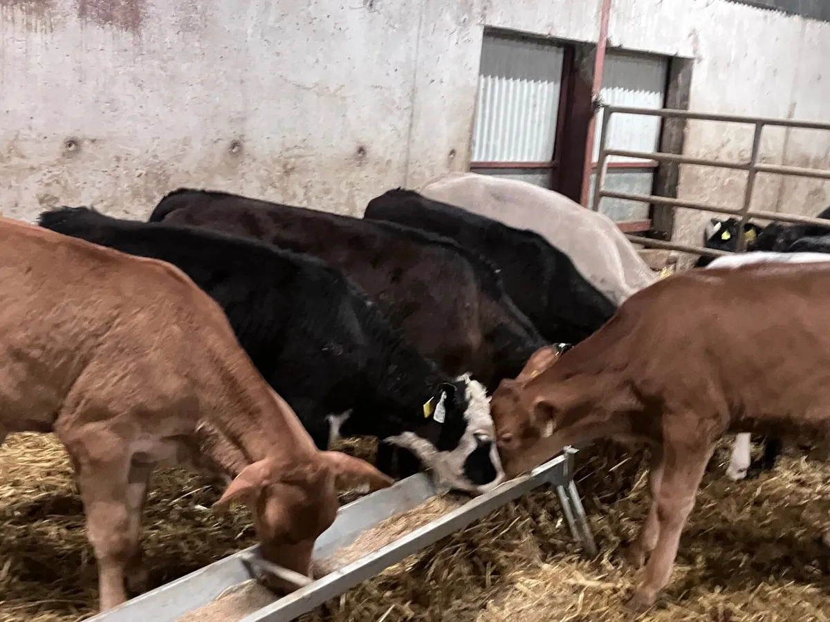 9 heifer calves ready for grass - Image 1
