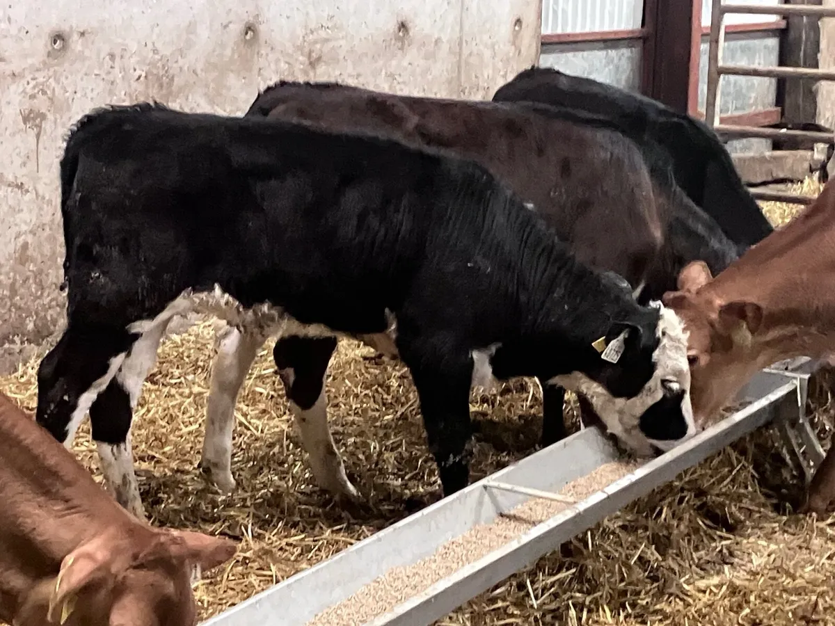 9 heifer calves ready for grass - Image 3
