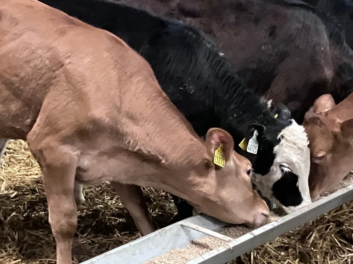 9 heifer calves ready for grass - Image 4