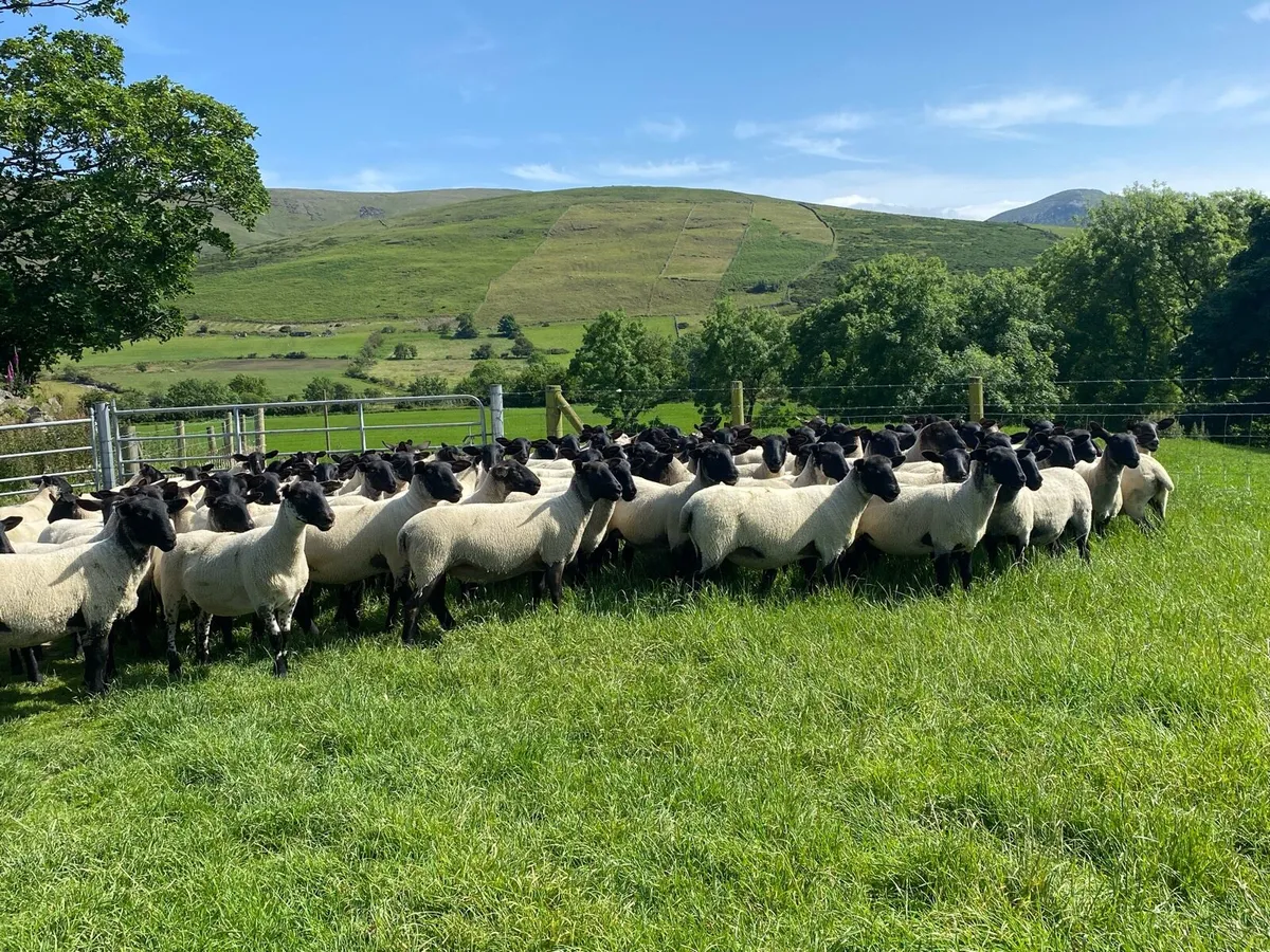 🐑🔥 🔥 Suffolk/Mule Hoggets 🔥🔥🐑 - Image 1