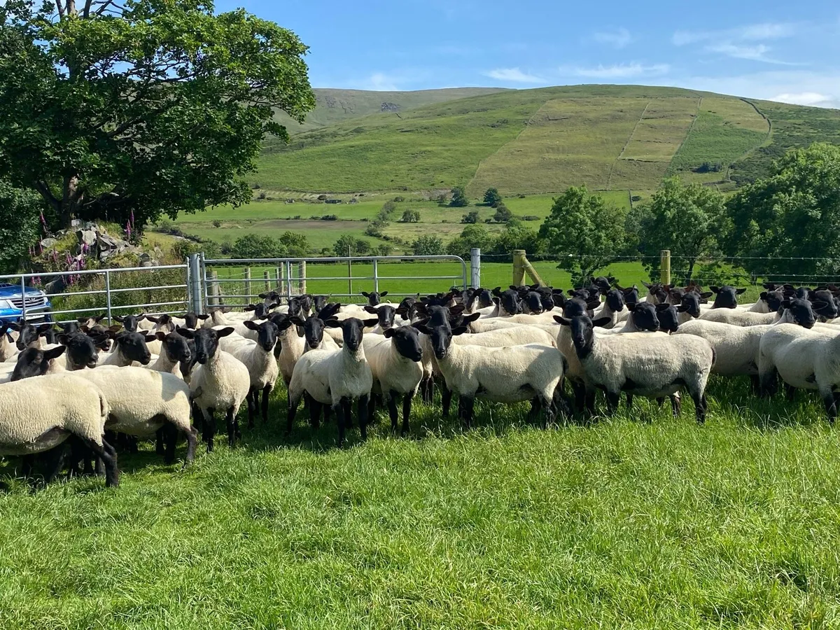 🐑🔥 🔥 Suffolk/Mule Hoggets 🔥🔥🐑 - Image 2