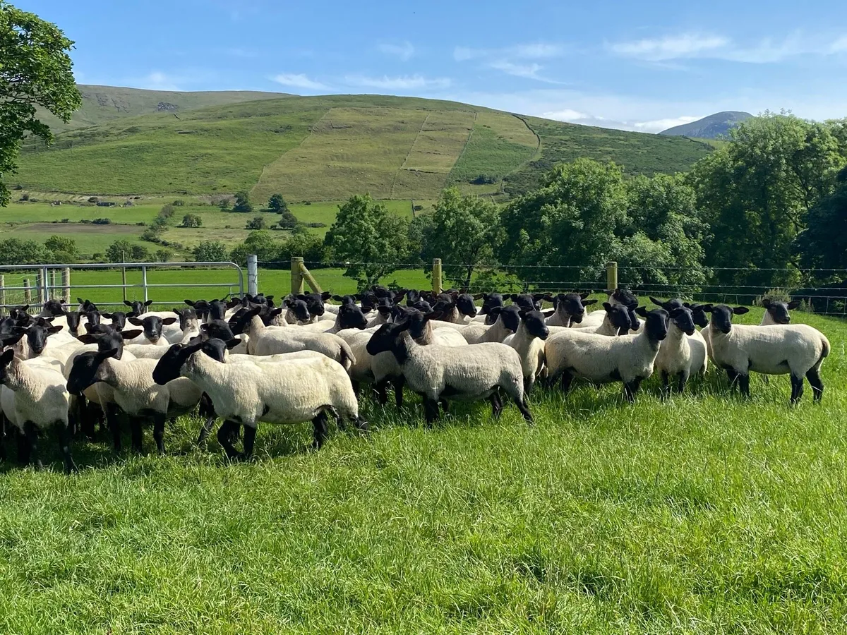 🐑🔥 🔥 Suffolk/Mule Hoggets 🔥🔥🐑 - Image 3