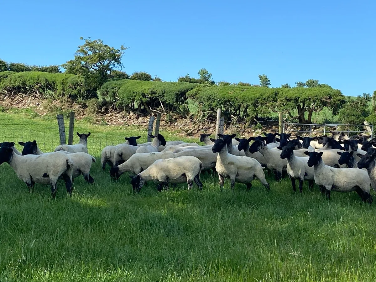 🐑🔥 🔥 Suffolk/Mule Hoggets 🔥🔥🐑 - Image 4