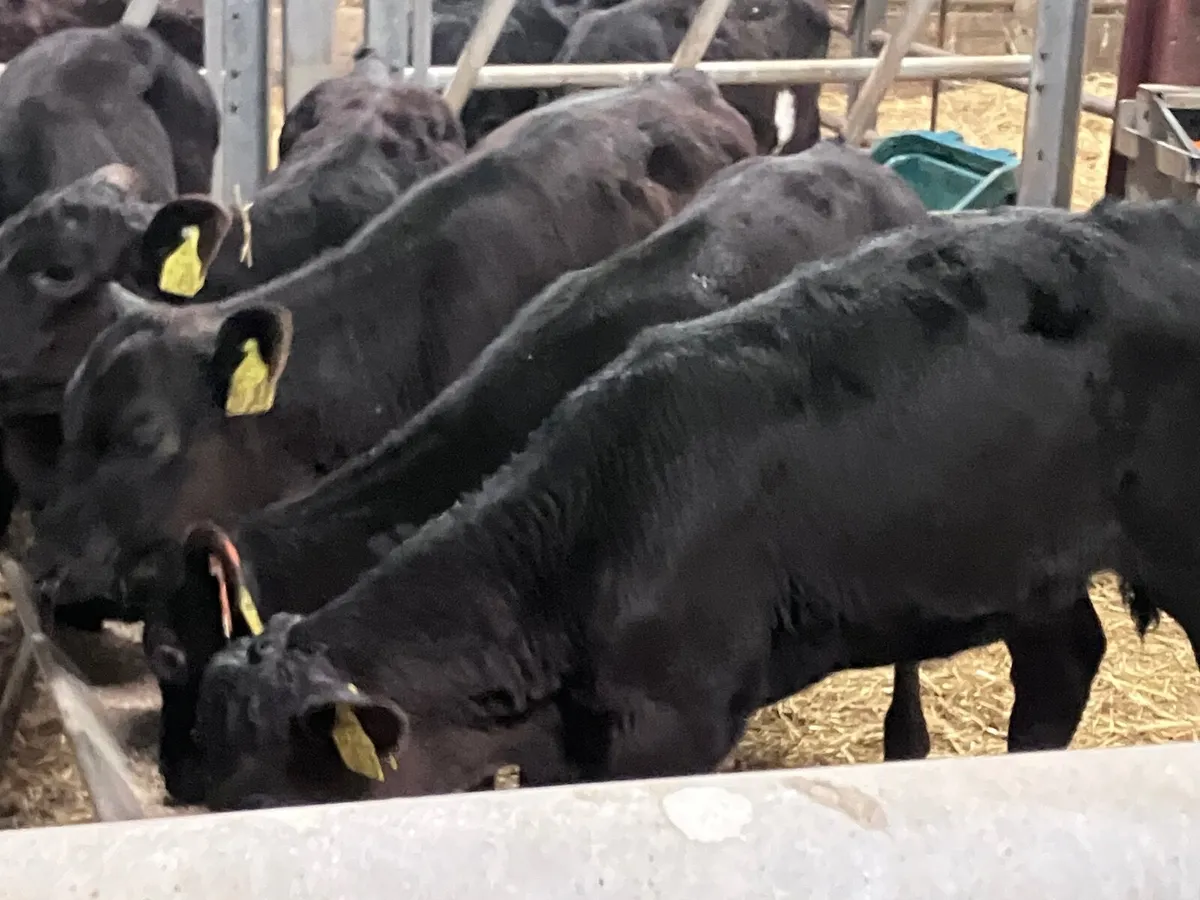 6 reared Angus heifer calves for sale - Image 2