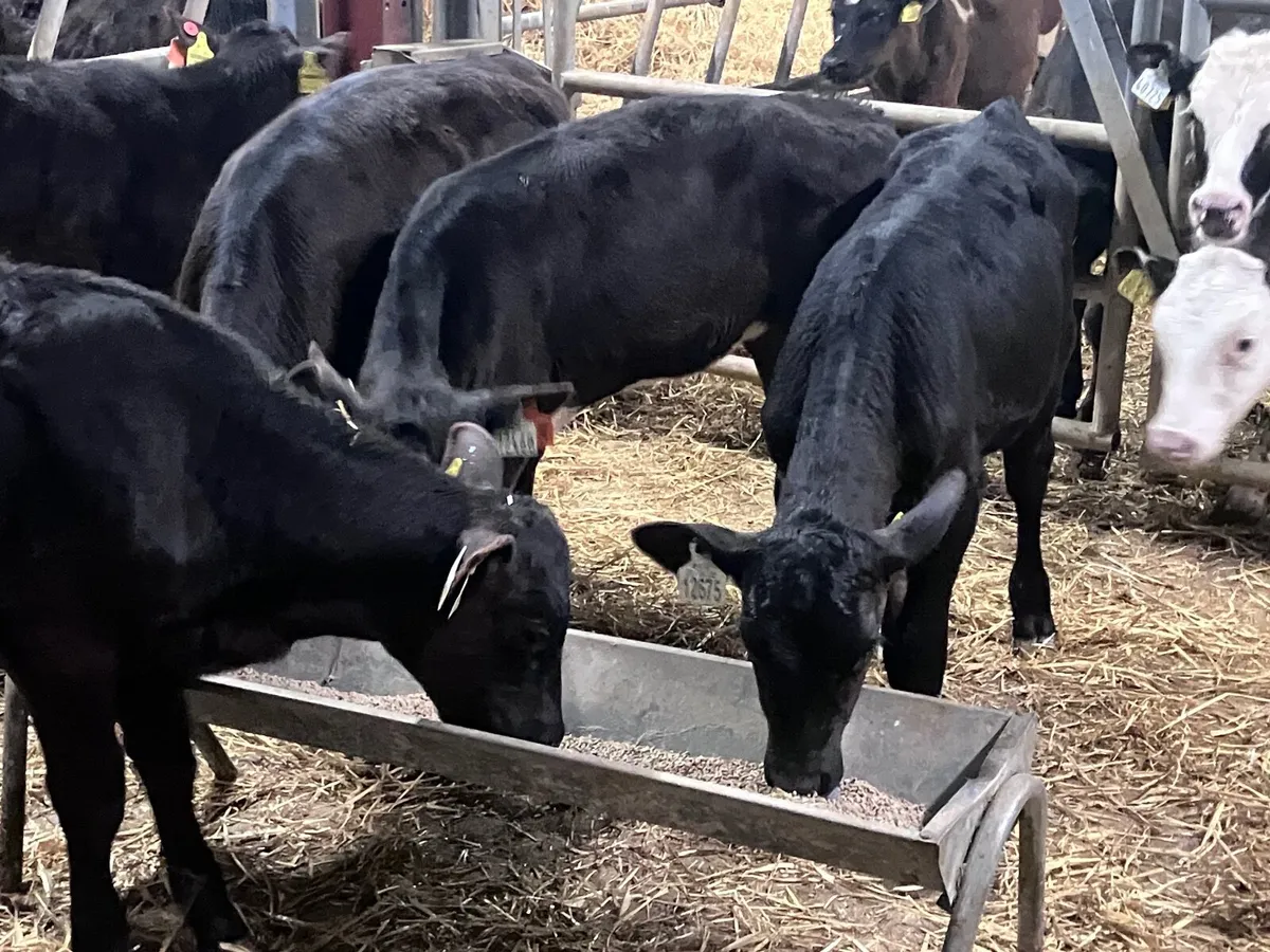 6 reared Angus heifer calves for sale - Image 3