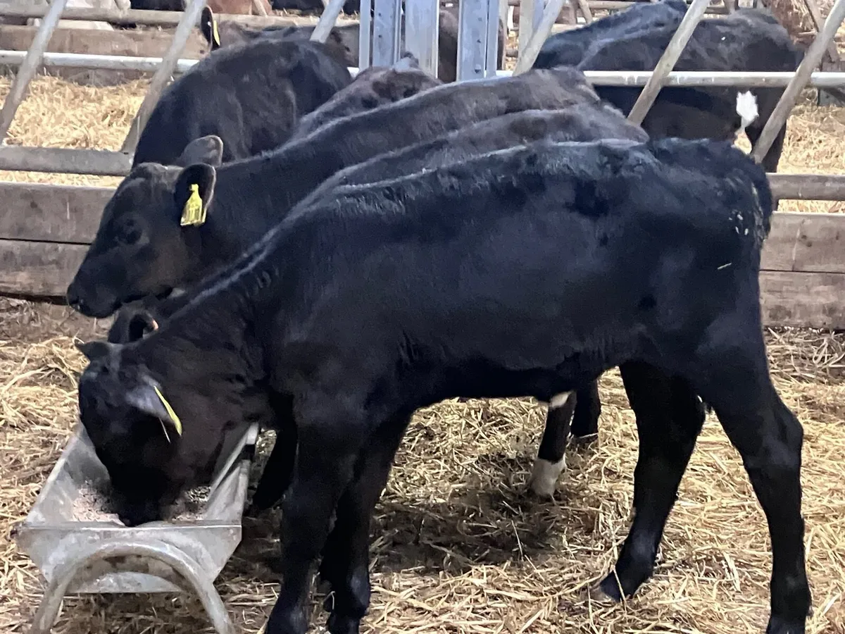 6 reared Angus heifer calves for sale - Image 4