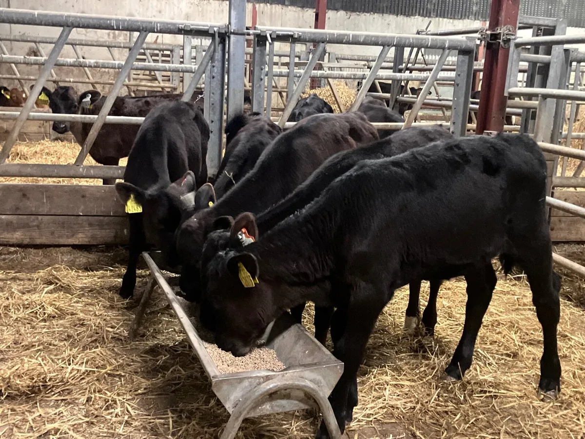 6 reared Angus heifer calves for sale - Image 1
