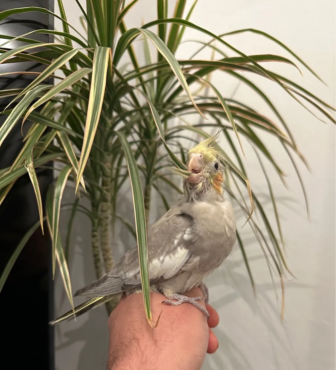 Hand Reared Budgie and cocktail - Image 1