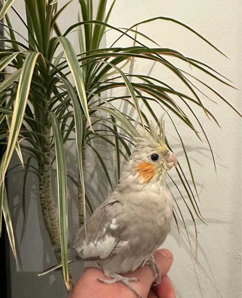 Hand Reared Budgie and cocktail - Image 4