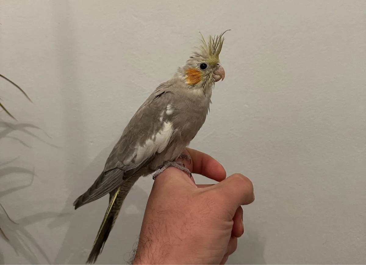 Hand Reared Budgie and cocktail - Image 3