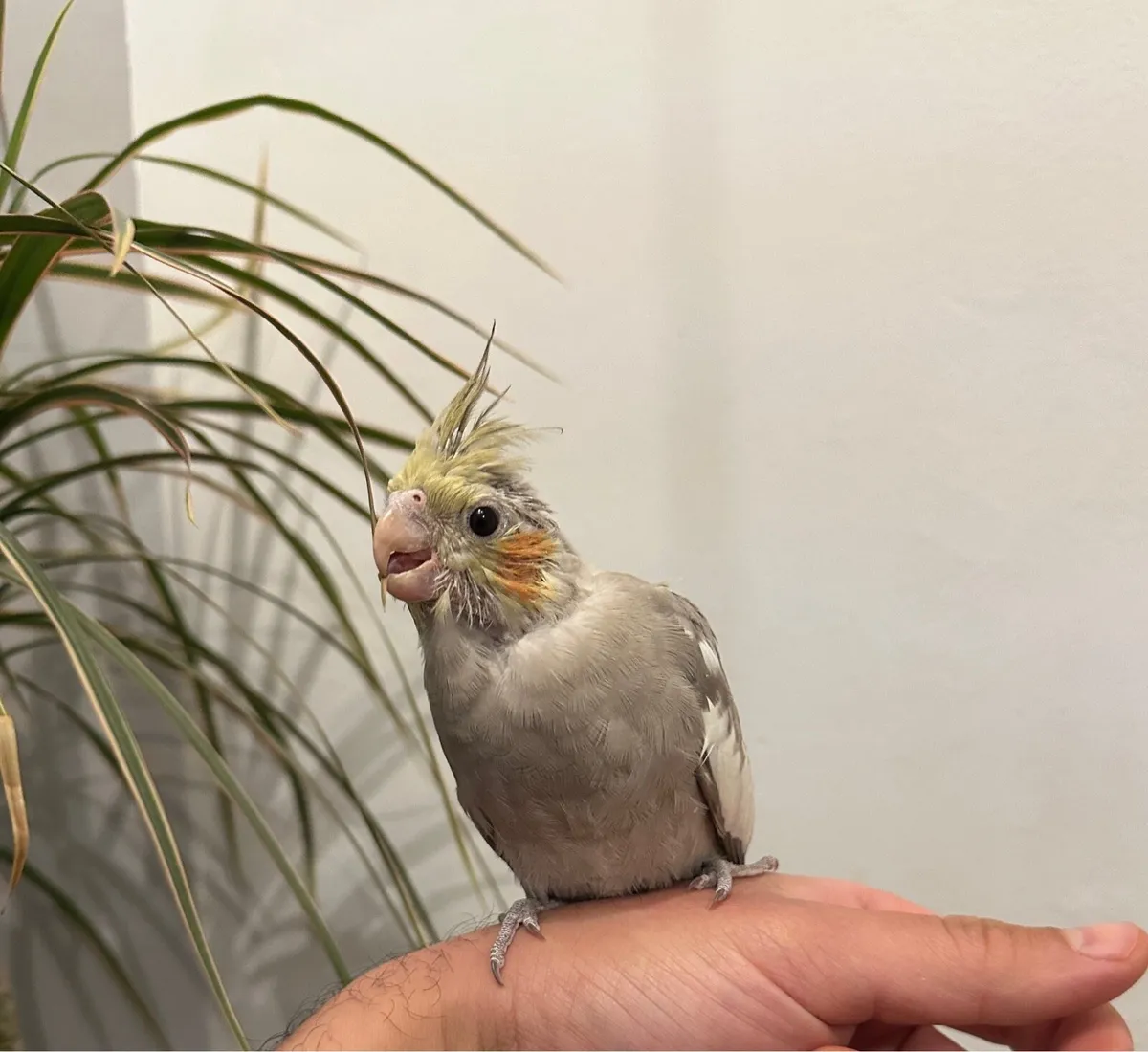 Hand Reared Budgie and cocktail - Image 2