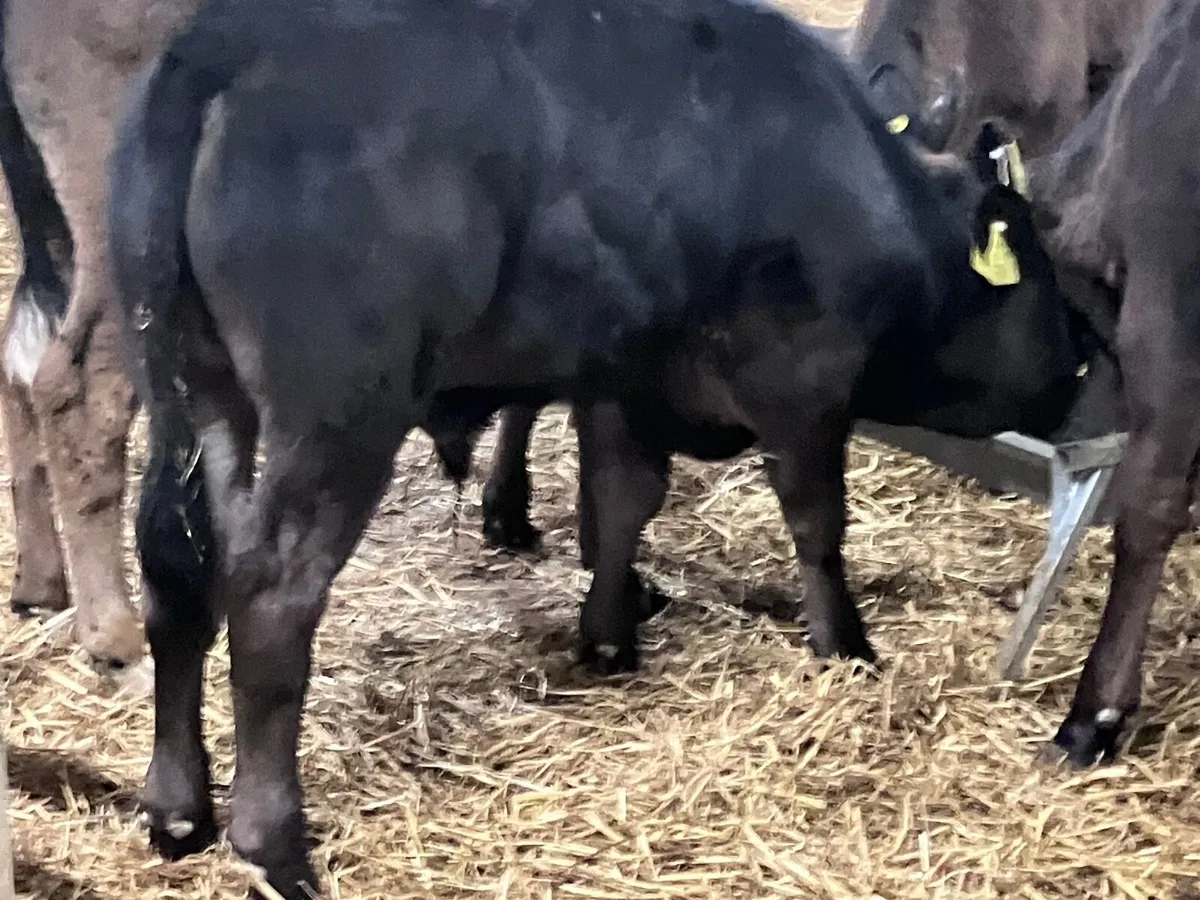 5super aubrac & Limision bull calves ready for gra - Image 2