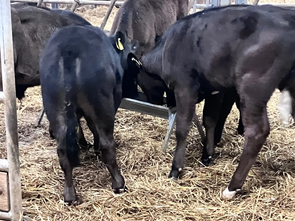 5super aubrac & Limision bull calves ready for gra - Image 4