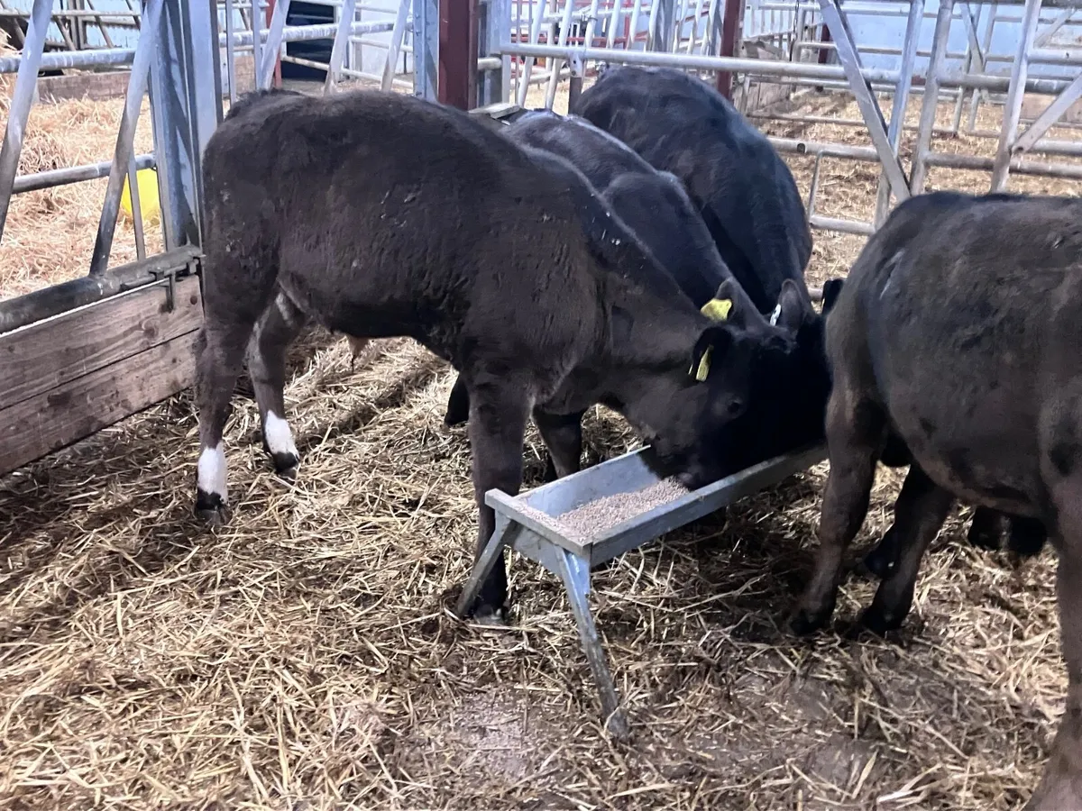 5super aubrac & Limision bull calves ready for gra - Image 1