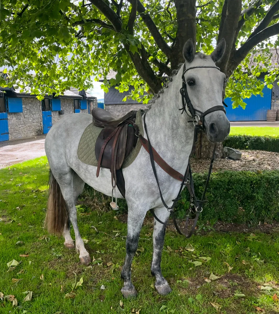 Pony - Image 1