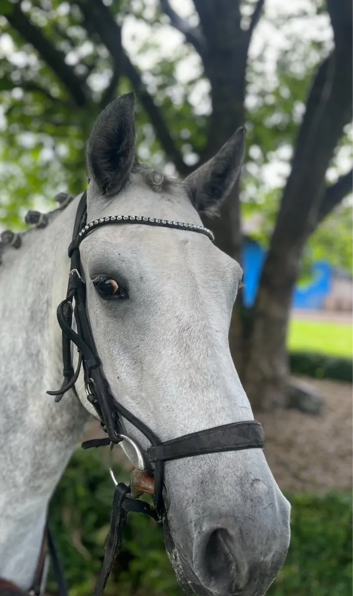 Pony - Image 2