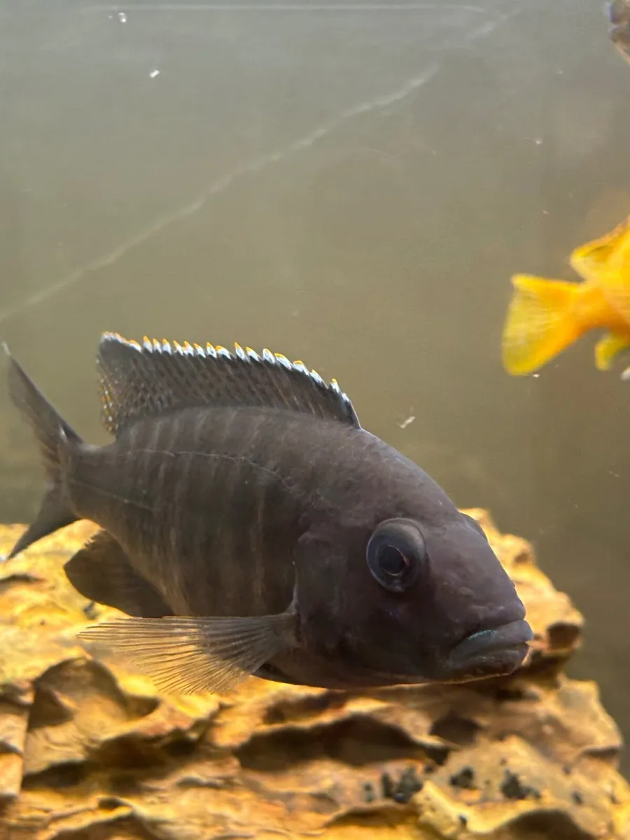 Fish  for new home - Image 2