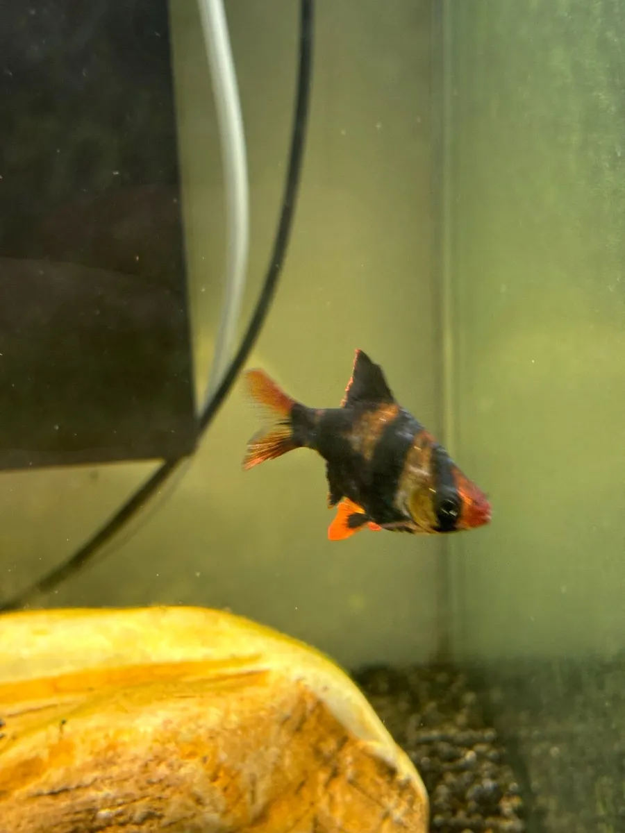 Fish  for new home - Image 3