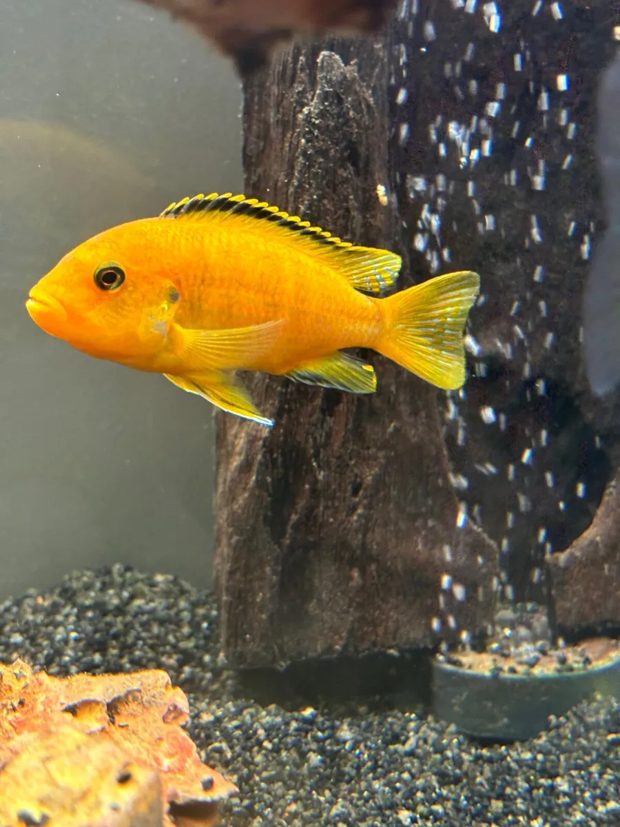 Fish  for new home - Image 4
