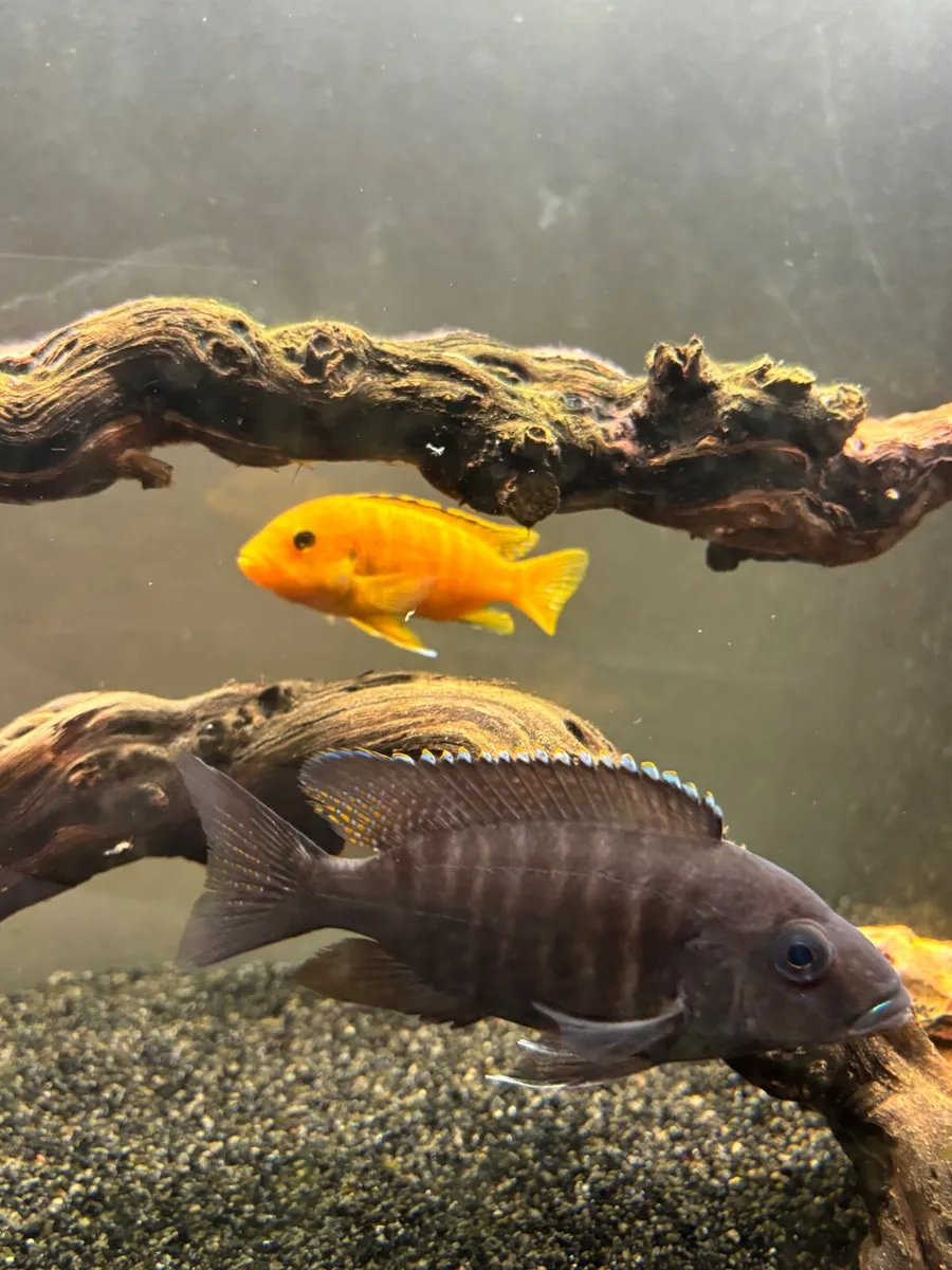 Fish  for new home - Image 3