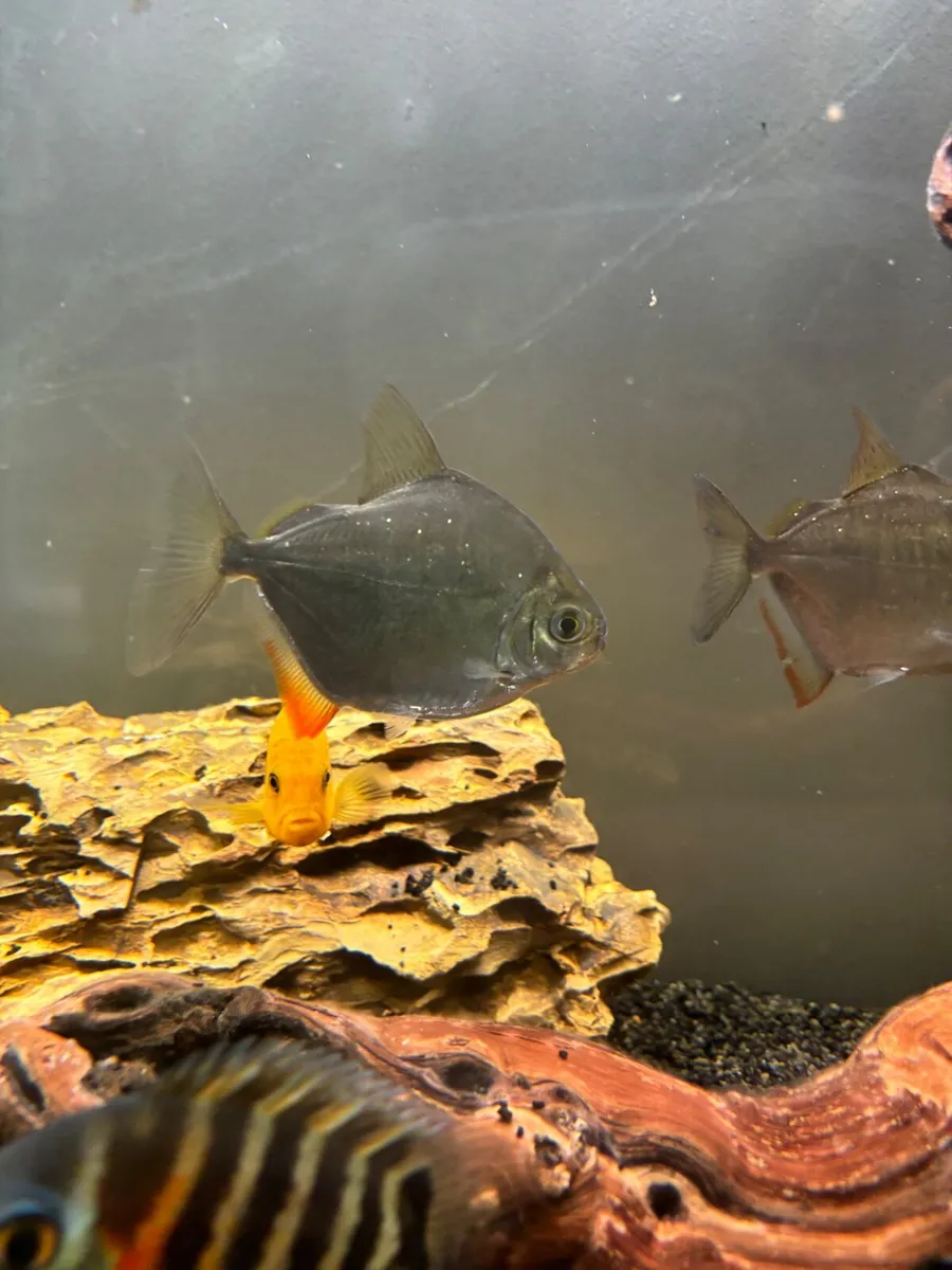 Fish  for new home - Image 4
