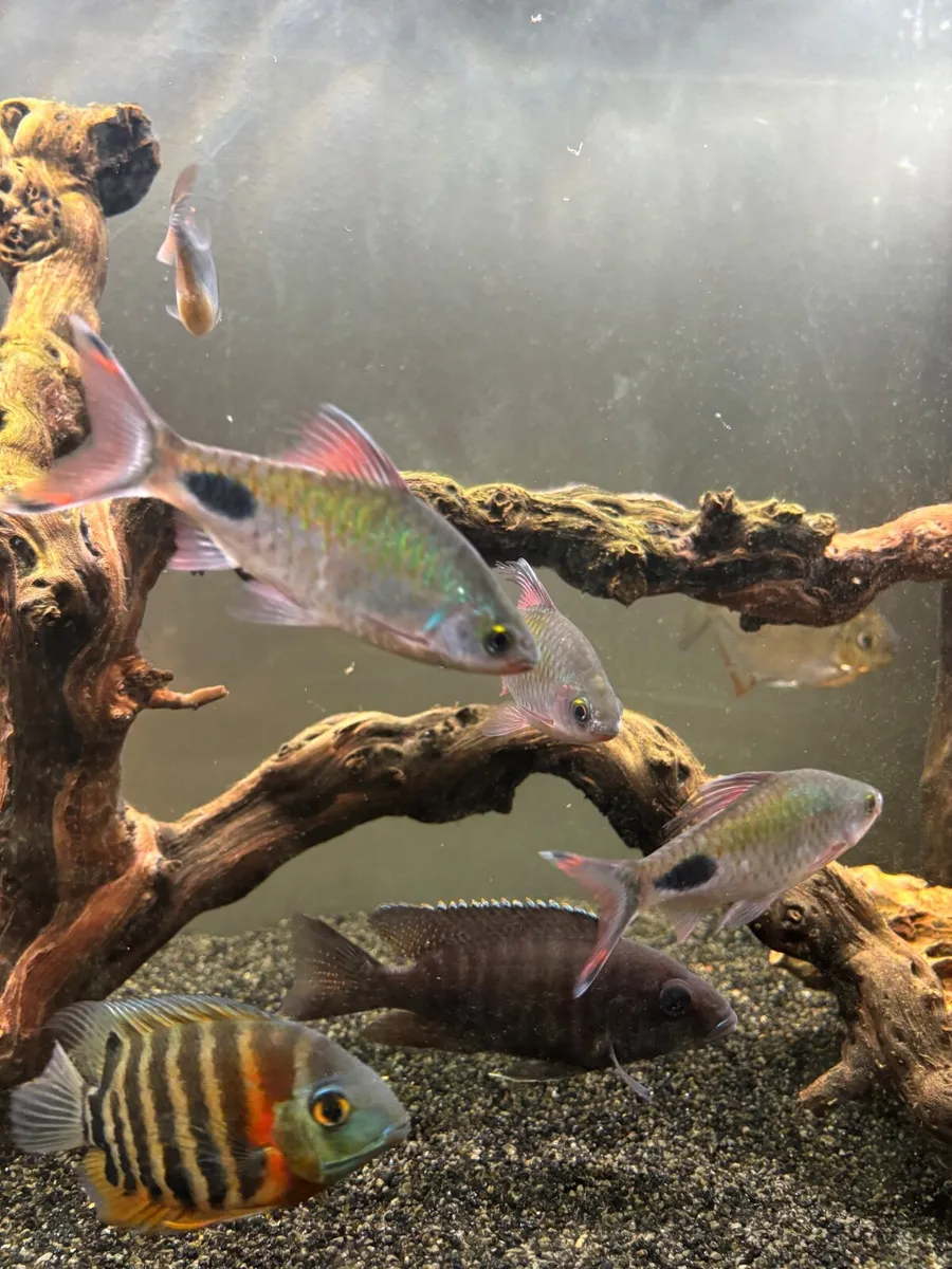 Fish  for new home - Image 1