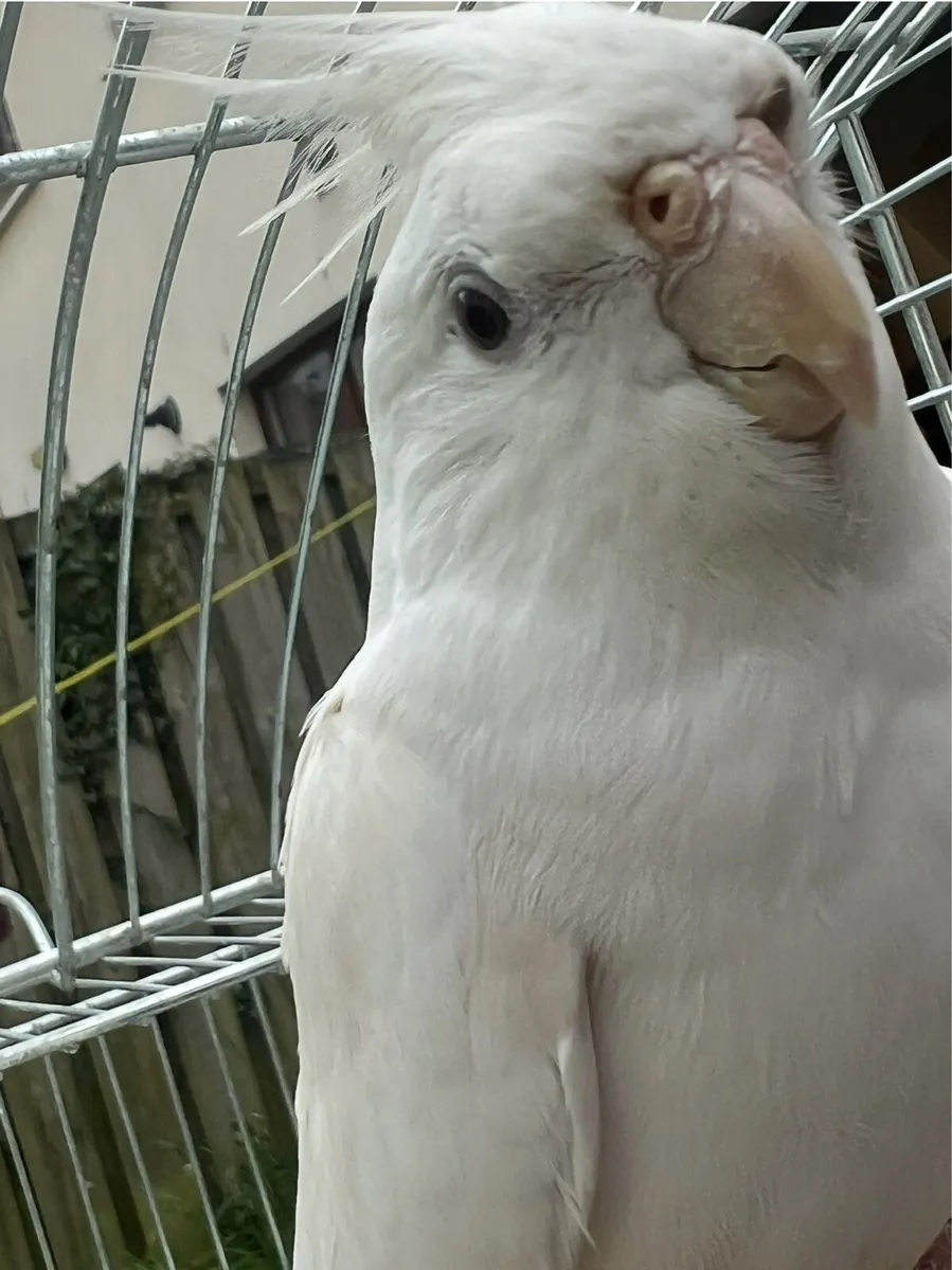 Pair of Cockatiel - including Eggs - Image 2