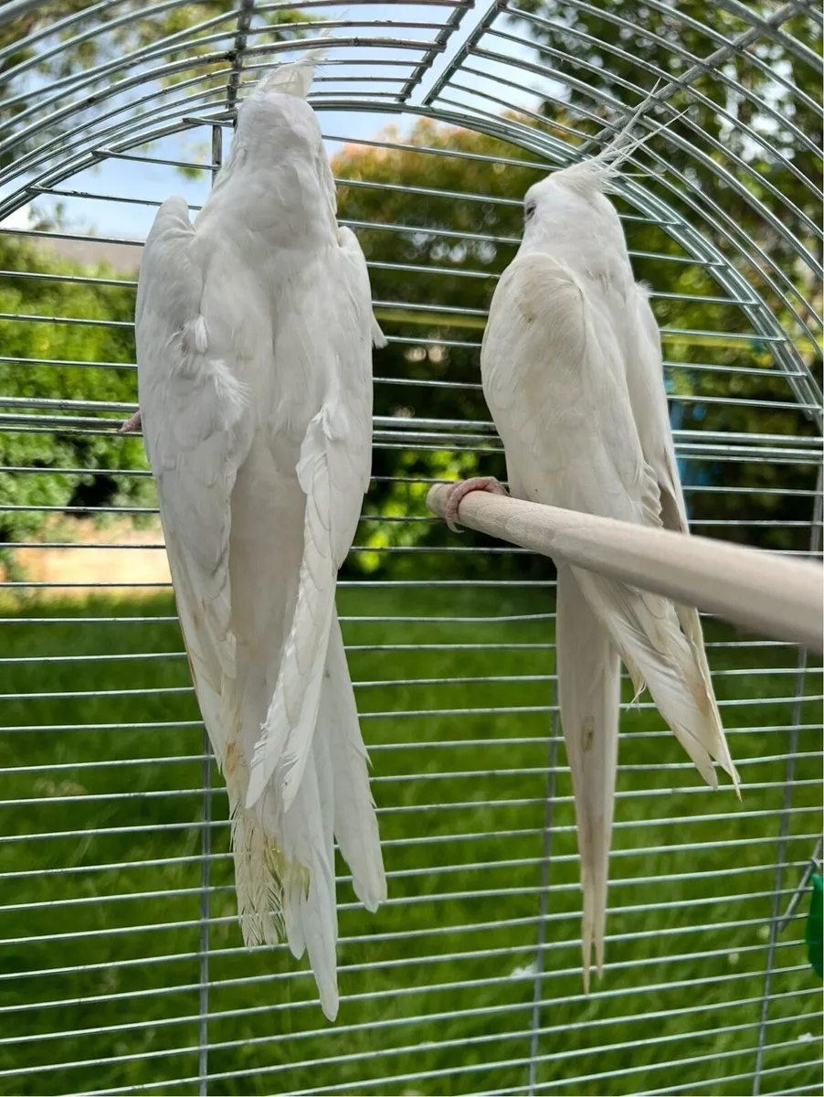Pair of Cockatiel - including Eggs - Image 1
