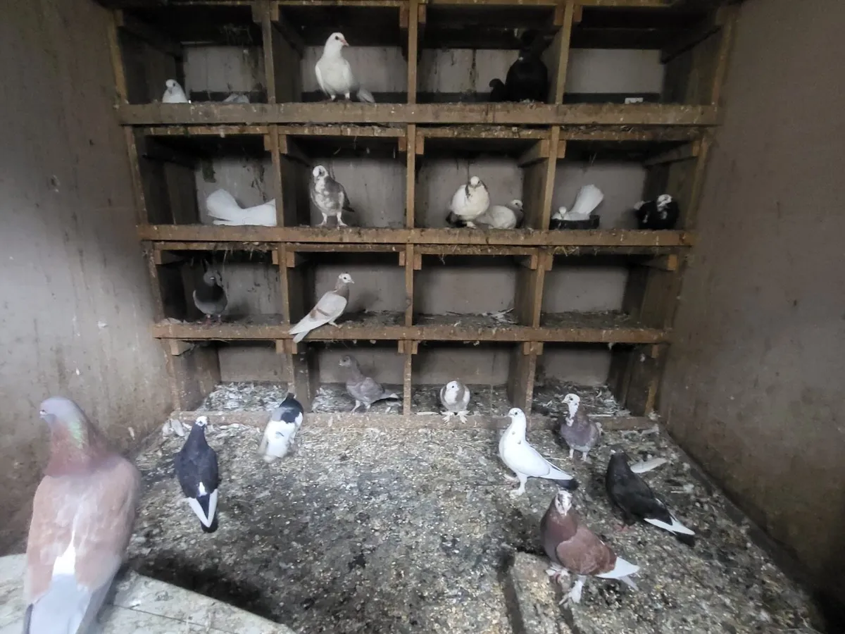 Pigeons - Image 1