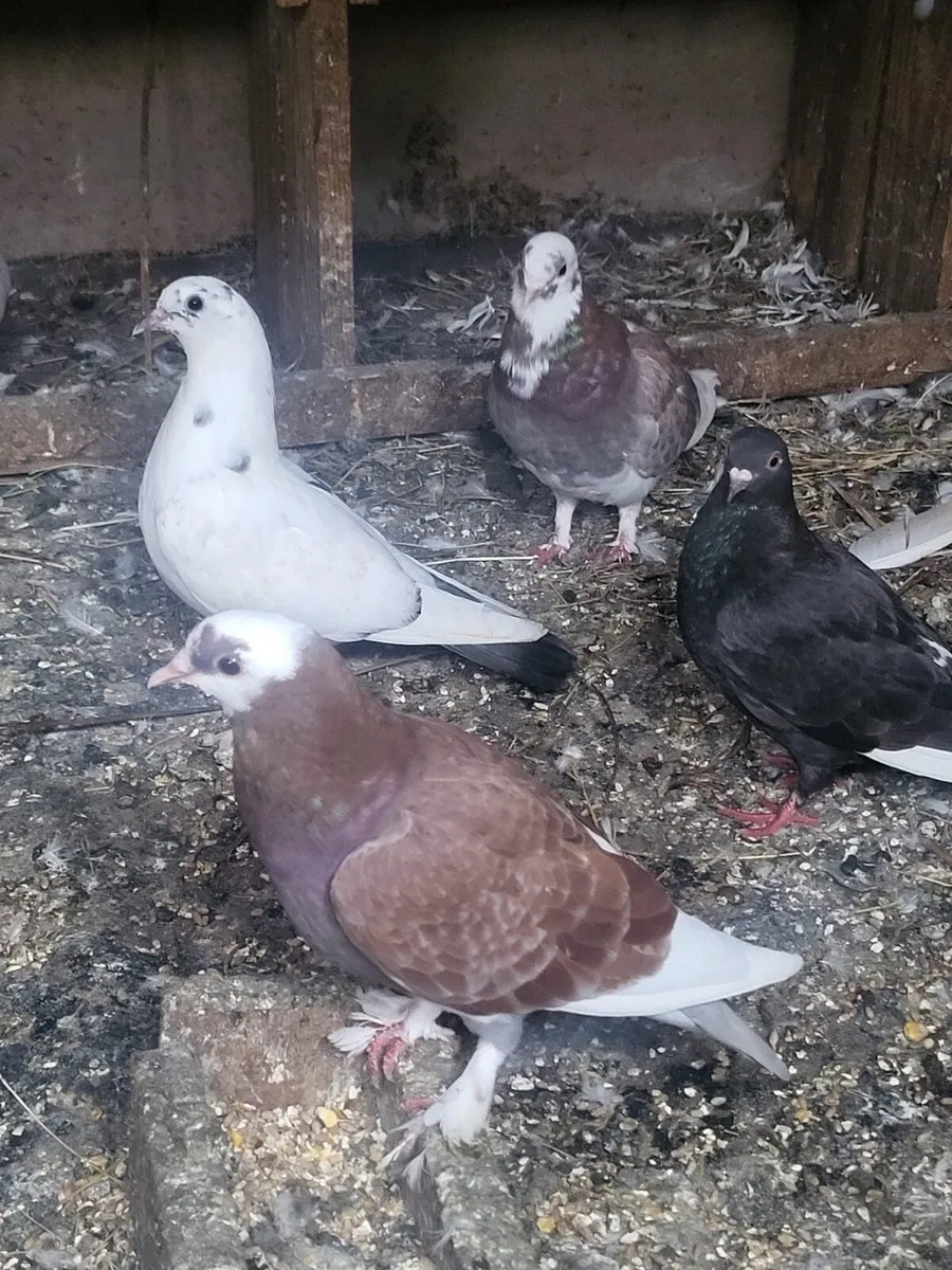 Pigeons - Image 2