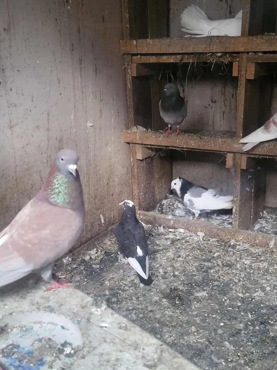 Pigeons - Image 3