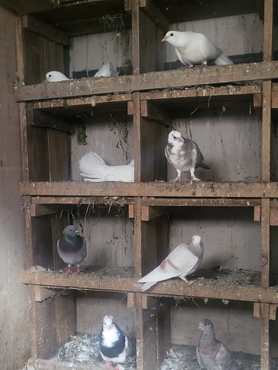 Pigeons - Image 4